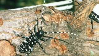 Les capricornes asiatiques (ici un Anoplophora glabripennis adulte) font partie des insectes ravageurs à surveiller en Jevi. Leur détection précoce est difficile. © Kenneth R. Law, USDA APHIS PPQ Les capricornes asiatiques (ici un Anoplophora glabripennis adulte) font partie des insectes ravageurs à surveiller en Jevi. Leur détection précoce est difficile. © Kenneth R. Law, USDA APHIS PPQ